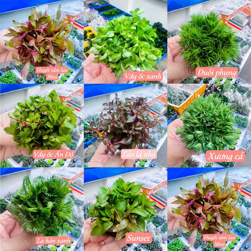 Cây thuỷ sinh gắn giá thể sẳn, cây thủy sinh không cần co2