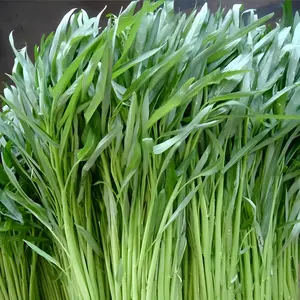 (200 butir) Benih Kangkung Bangkok Panah Merah