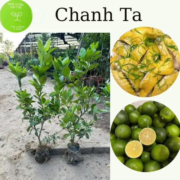 Cây Chanh Ta, cho quả sau 3 tháng trồng, lá thơm quả to nhiều nước