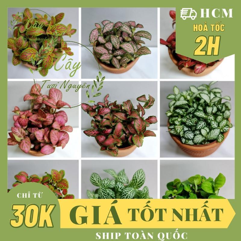 CÂY CẨM NHUNG FITTONIA, (cao 3cm), phong thuỷ để bàn mini GIÁ RẺ, lọc không khí, Cây Tươi Nguyên