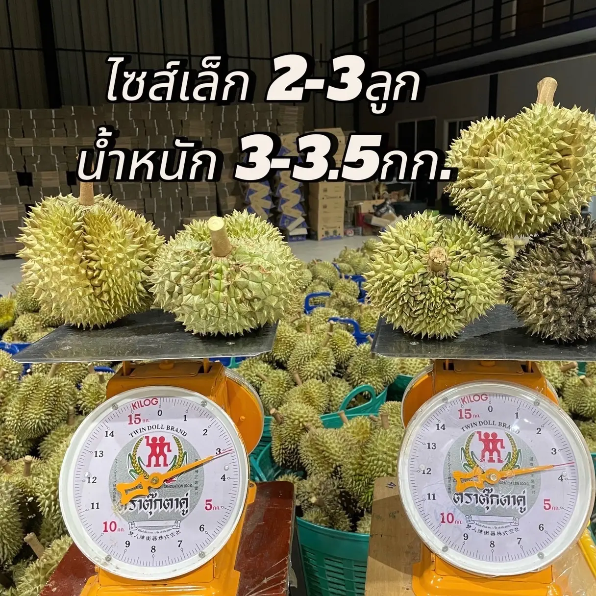 ทุเรียนหมอนทอง ไซส์เล็ก 2-3 ลูก น้ำหนัก 3-3.5 กิโลกรัม
