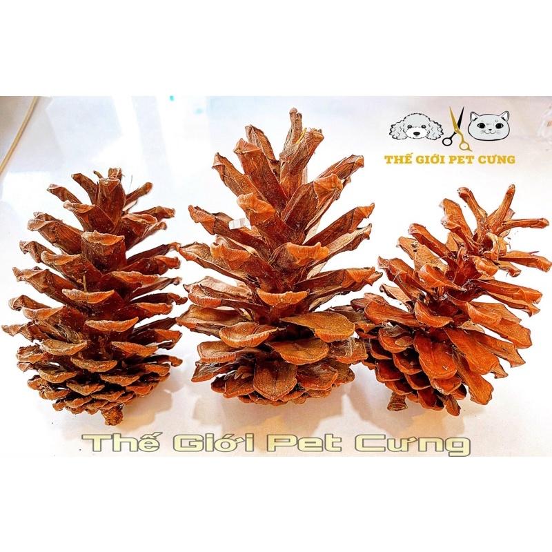 Mài Răng Trái Thông Sấy Khô Vị Ngọt Hamster Thỏ Bọ