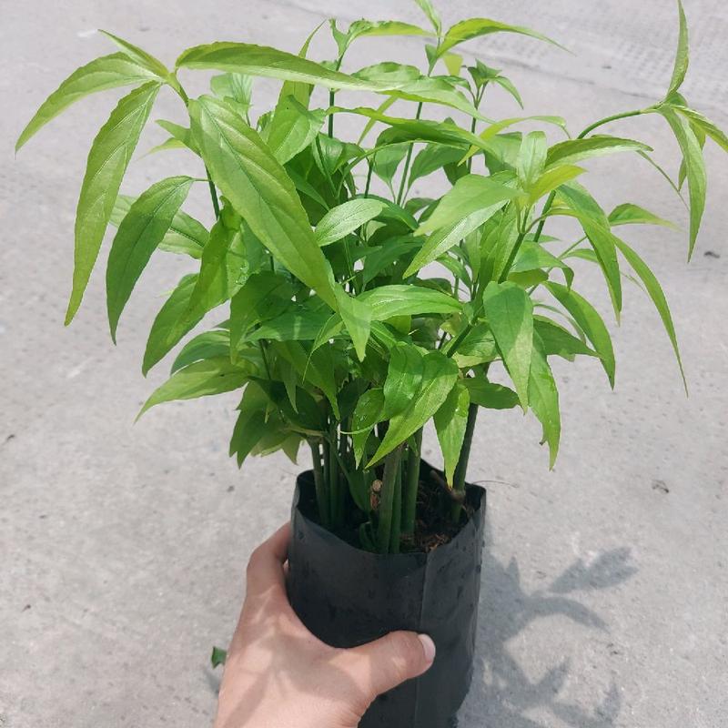 Cây xương khỉ (cây bìm bịp) giống, cây giống trồng bằng thân. Chậu 15-20 cây, cây dễ sống, dễ phát triển, dễ chăm sóc. 4