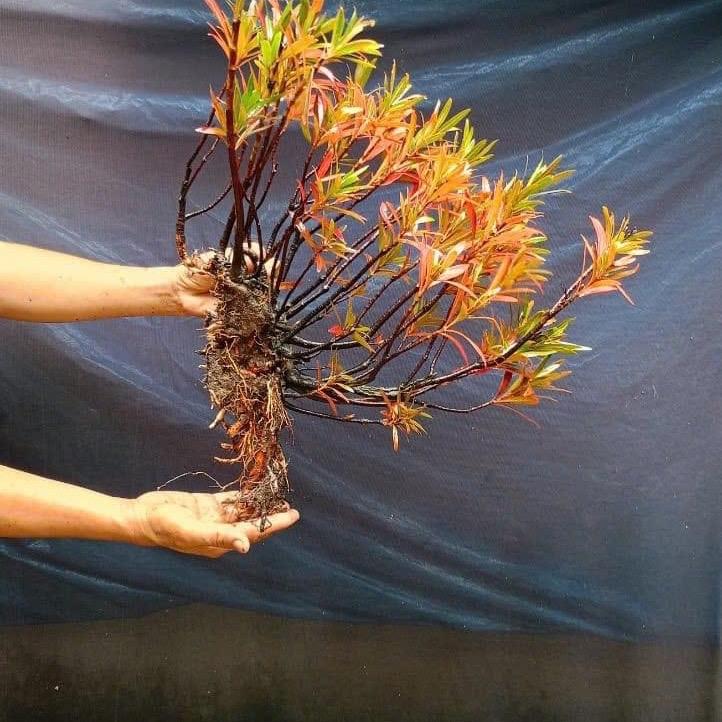   CỰC PHẨM  Cây thuỷ sinh Mị Nương phù hợp trồng bán cạn hòn non bộ thuỷ sinh không cần trồng nền không cần CO2 