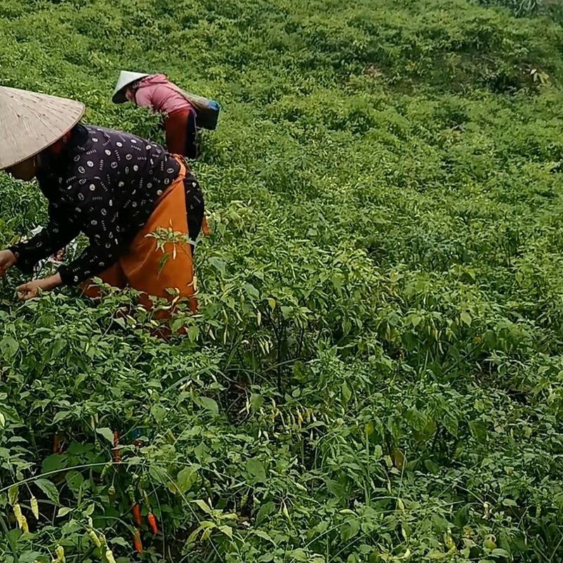 4 chai Tương ớt đặc sản Mường Khương 1