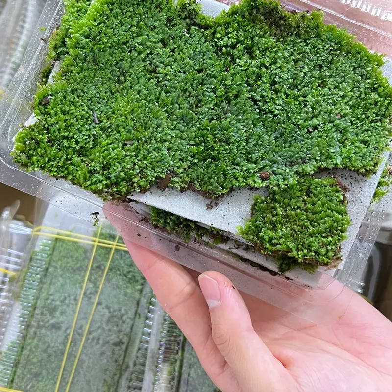 1 miếng lẻ Thảm Rêu - Rêu thảm Minifiss trải nền, trang trí hồ thuỷ sinh, không cần phân nền, không cần CO2 3