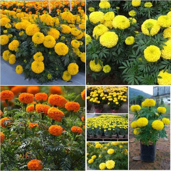  Hạt giống hoa Cúc Vạn Thọ Mỹ Lùn nhiều màu - 1 gói 50 hạt 