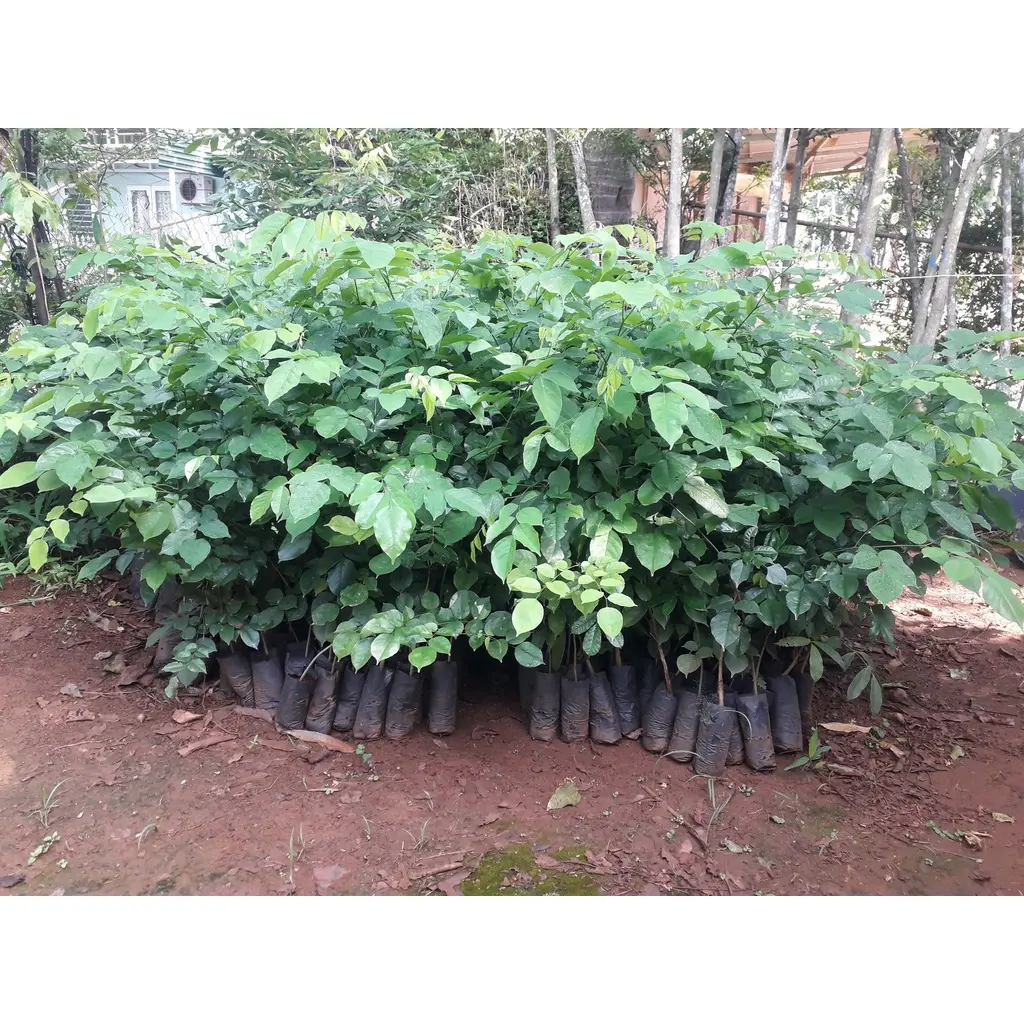 CÂY GIỐNG CÂY GIÁNG HƯƠNG CAO 1M NHƯ HÌNH[ TRỒNG LÀM CÔNG TRÌNH HOẶC SÂN VƯỜN ] () []{}