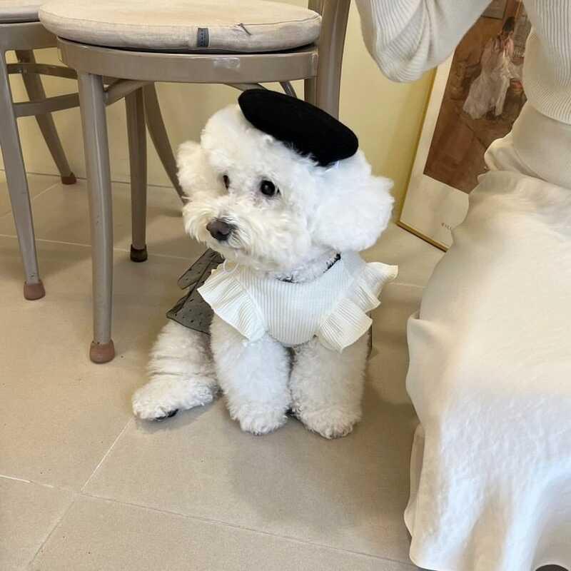 Product Introduction of Cute Bow Black White Lady Skirt Pet Cat Dog Clothes 6
