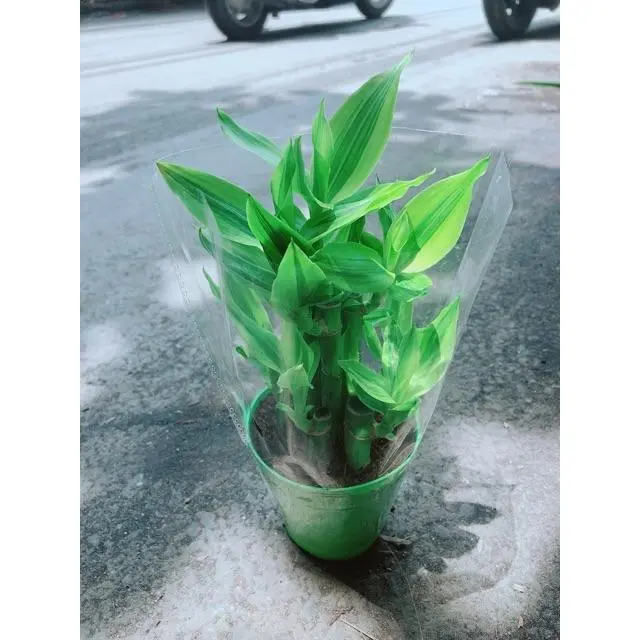 Cây Trúc Phát Tài Gửi Hàng Như Hình 5