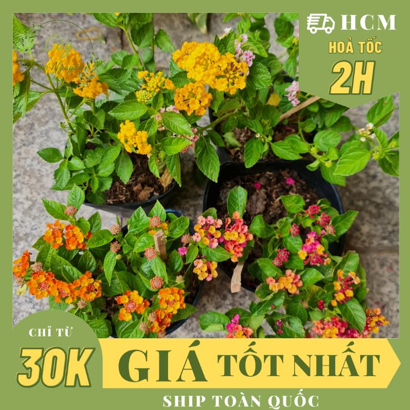 [CHỈ GIAO HCM] CÂY GIỐNG HOA NGŨ SẮC NHIỀU MÀU ,(cao 15cm), Cây cảnh, hoa dễ trồng, hoa ban công GIÁ RẺ, nở quanh năm, Cây Tươi Nguyên