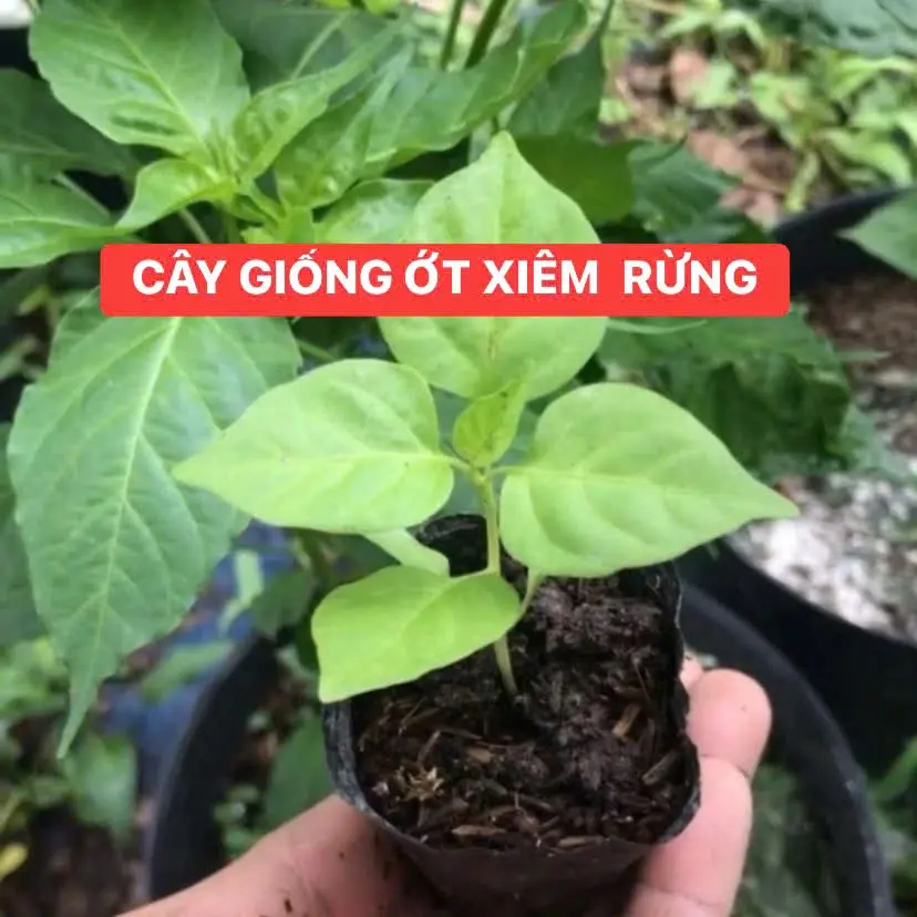 5 CÂY GIỐNG ỚT XIÊM RỪNG 49K cây giống cao từ 5-15cm . ớt xiêm rừng . cay, thơm, cây giống được 1 tháng tuổi