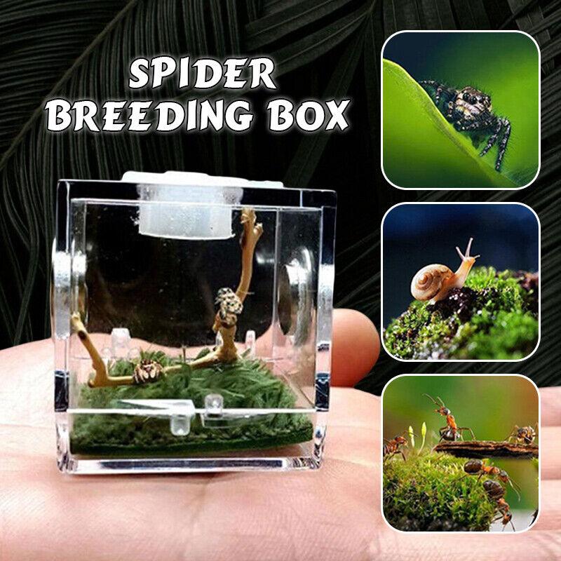 Jumping Spider Habitat Acrylic Breeding Box Cage For Ant Spiders ...