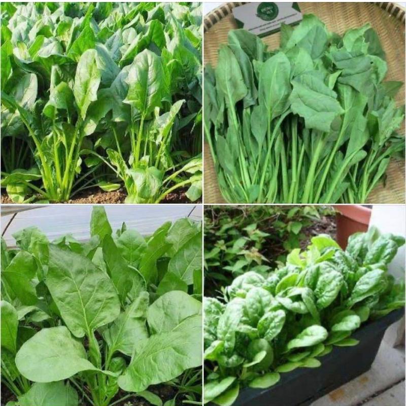 200 Hạt Giống Rau Cải Bó Xôi , Rau Chân Vịt( Túi Zip )