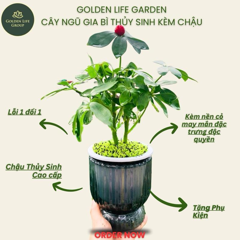  Cây ngũ gia bì thuỷ sinh trang trí nhà phòng tắm Decor Phòng tặng chai nước thuỷ sinh - Tạo không gian xanh tươi và giảm căng thẳng trưng tết 