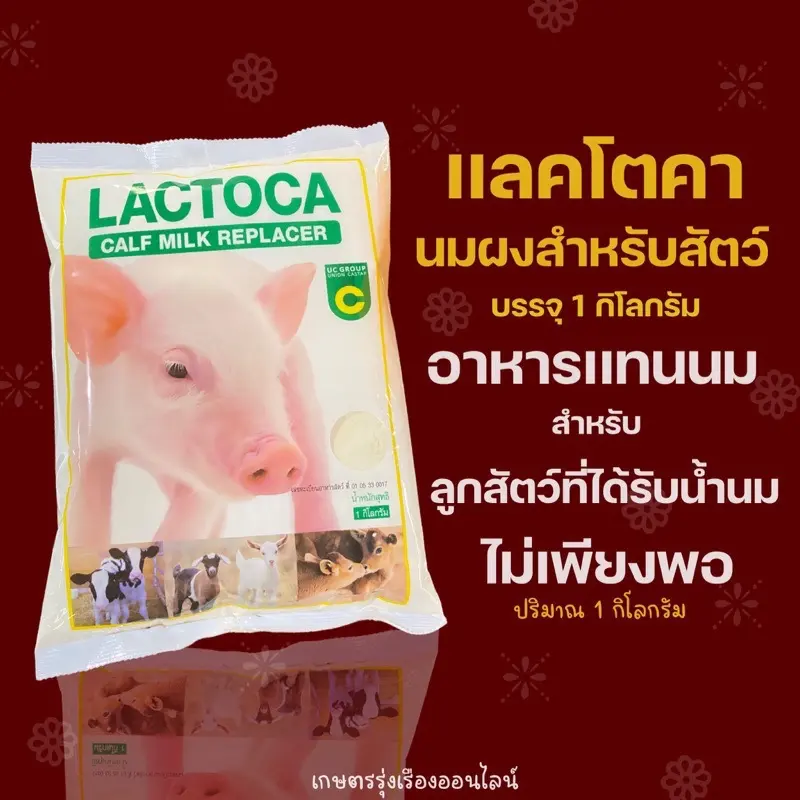อาหารแทนนมสัตว์  แลคโตคา สำหรับ ลูกหมู  แพะ แกะ  บรรจุ 1กิโลกรัม