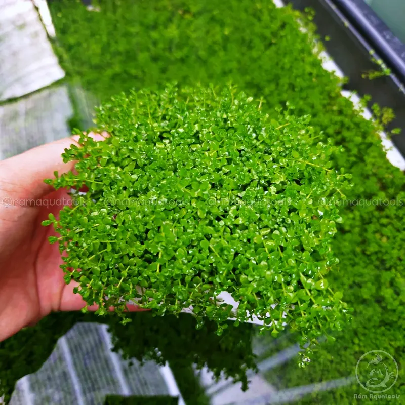 Cây Trân Châu Ngọc Trai - Cây thuỷ sinh tiền cảnh 3