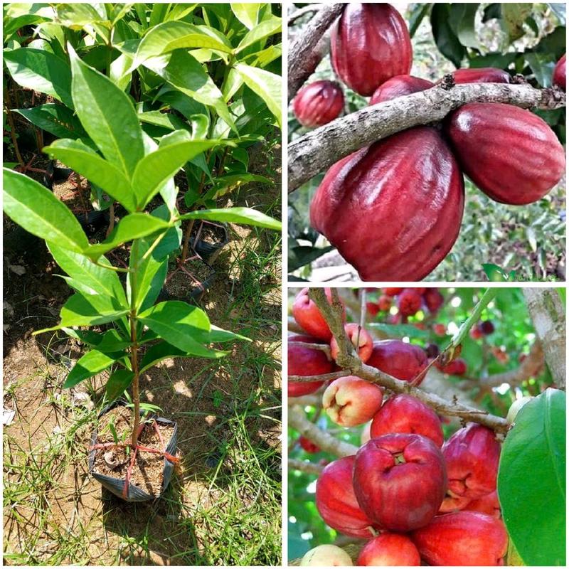 Cây giống mận điều Thái《》