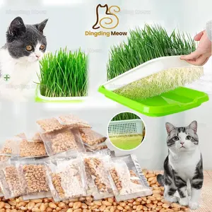 Cat Grass Rumput Kucing Hidroponik WheatGrass Benih Gandum Untuk Kucing