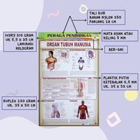Gambar Poster Anak Bingkai Seri Anatomi : Mata / Mulut Dan Lidah / Organ Tubuh / Otot Manuia / Our Skeleton / Paru Edukasi Paper Stationery / Pustaka Baru Press - PB - 7K MATA MANUSIA dari Pustaka Baru Press Kab. Bantul 5 Tokopedia