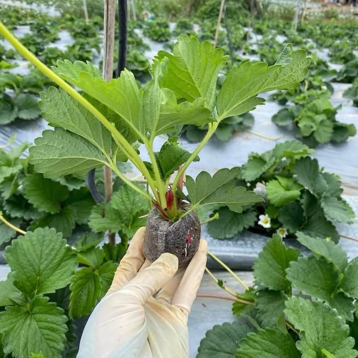  5 CÂY DÂU TÂY GIỐNG HANA SIÊU NGỌT   cây gửi nhiều rễ khoẻ mạnh  ảnh 1 ,2   