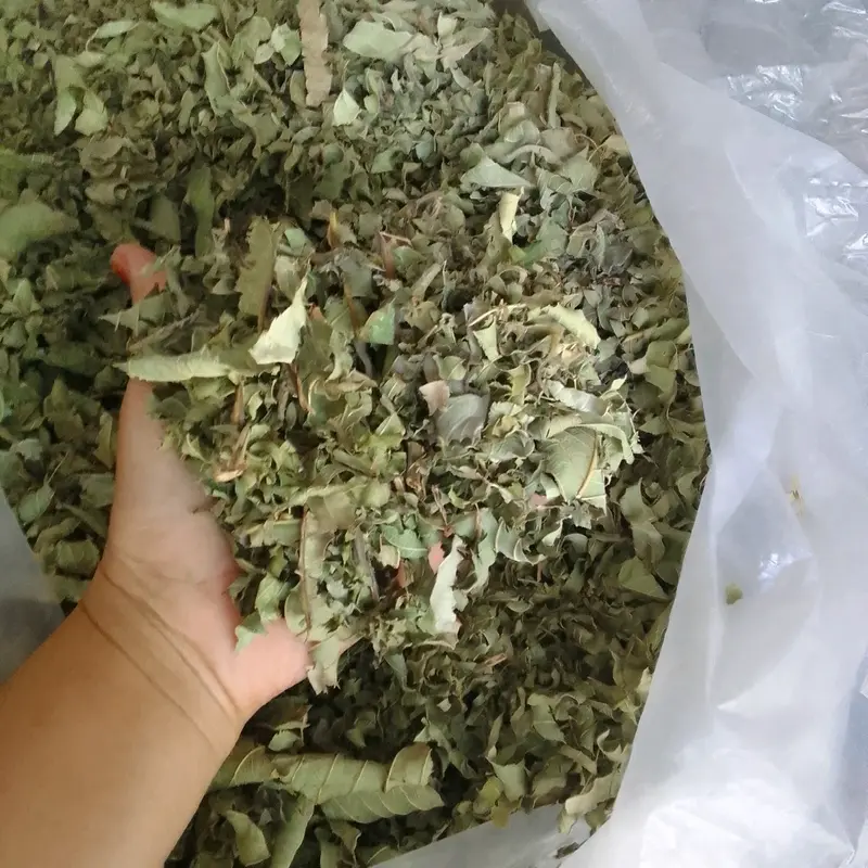 10 túi trà ổi non cắt nhỏ phơi khô vô túi lọc, súc miệng, gội đầu, uống giải khát và nhiều dược tính khác 3