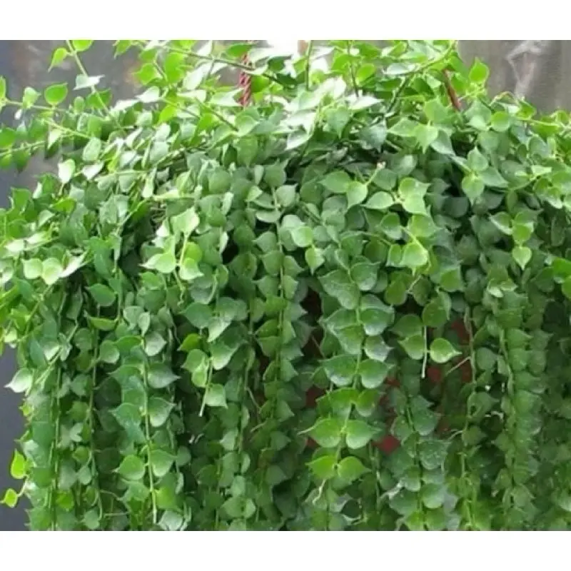 Cây Lan Tim - Decor siêu xinh, giá rẻ, dễ chăm sóc - |Vườn Như Ngọc| 6