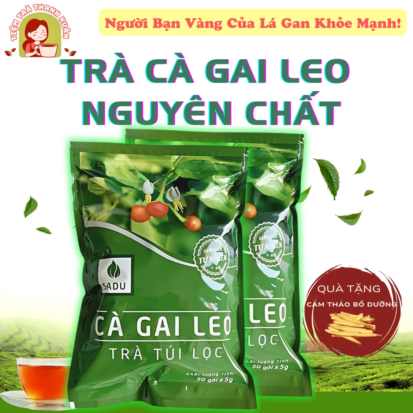 Cà Gai Leo SADU 500g (100 túi lọc) Hỗ Trợ Thanh Nhiệt Giải Độc Mát Gan - Nước  Tea Chè càgaileo Không Chua giảm mụn Trà