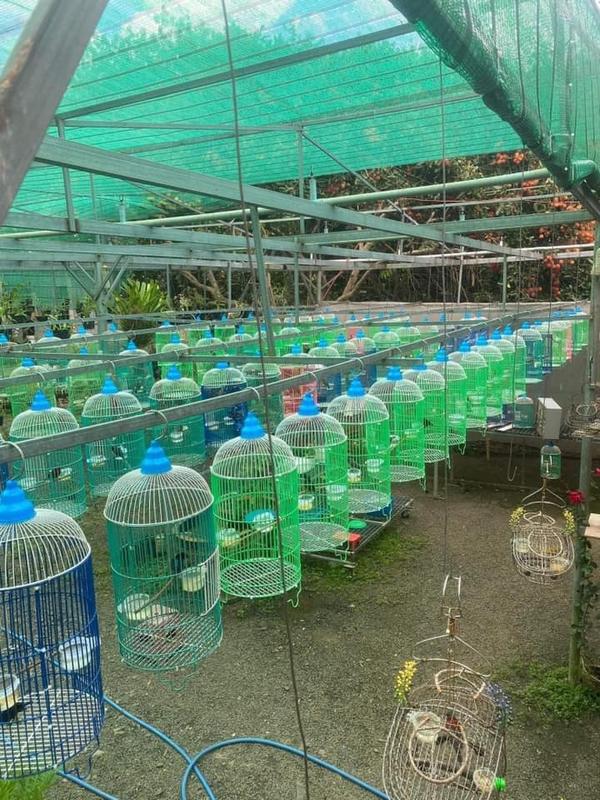 Lồng chim hút mật lồng nhúng nhựa lồng chim khuyên 22x40cm