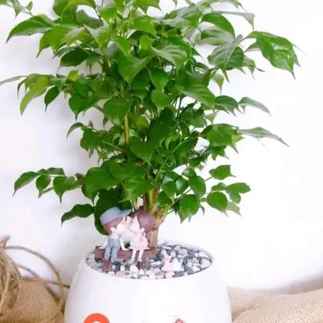 cây hạnh phúc.cao 25_45cm phù hợp để bàn nhận hàng như hình mua 5 tặng 1. 0