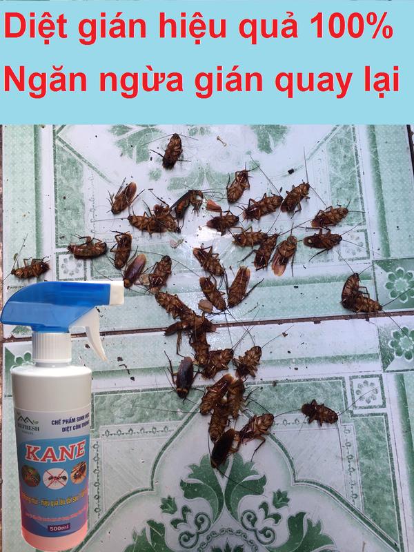 Thuốc diệt gián kiến sinh học Nhật Bản hiệu quả cao, diệt trứng gián, ngăn ngừa gián sinh sản, diệt sạch gián an toàn