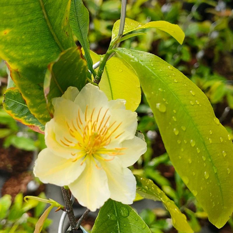 Mai nhị ngọc toàn ( cây giống cao 15-20cm) 1