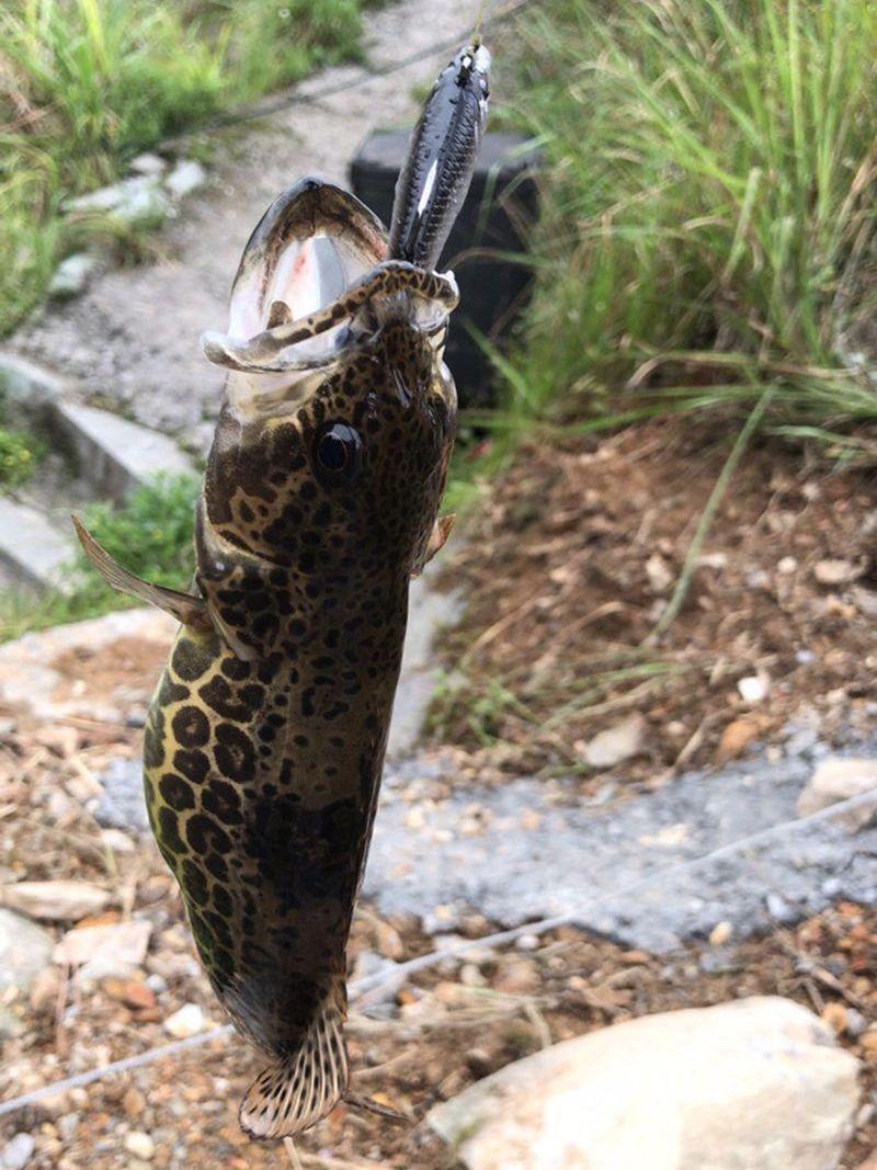 Product Introduction of 12G Tossing Software Lead Plating Fish Artificial Lure Widely Loved Topmouth Culter Mandarin Fish Salmon Weever Lure Lure 1
