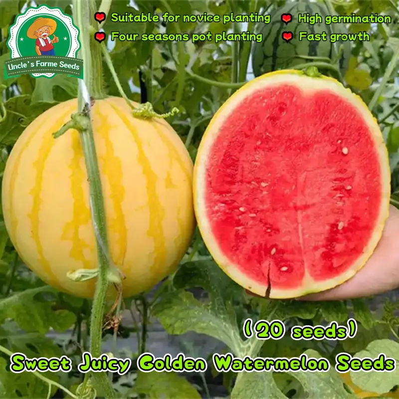 20pcs/pack Organic Sweet Juicy Golden Watermelon Seeds for High Yield ...