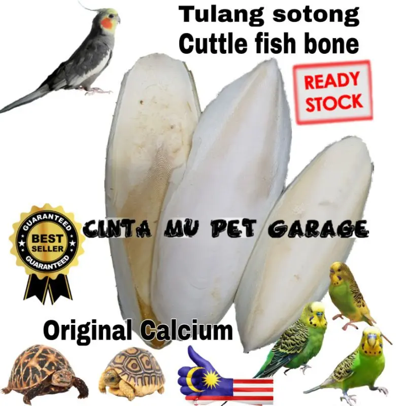 Tulang sotong cuttle fish bone original calcium for bird baji reptiles tortoise love birds