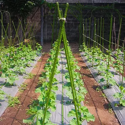 Ajir Penyangga Tanaman Modern / Plant Stake Takiron Diameter 11 mm x Panjang 75 90 120 150 180 210 cm Original Hijau 6