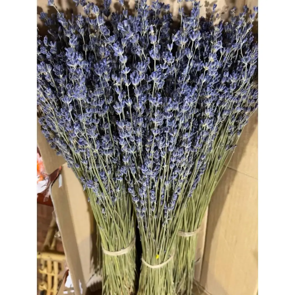 Bó 150 cành oải hương khô lavender Pháp. Thơm lâu 2-3 năm, vừa làm đẹp, xua đuổi côn trùng, nhiều ý nghĩa phong thủy