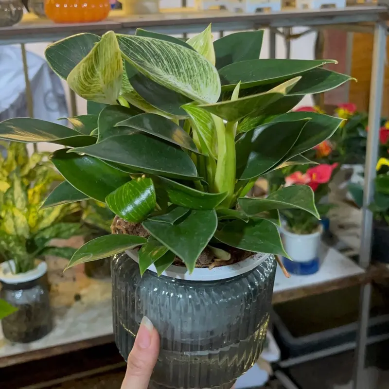 Trầu bà đế vương kim cương thuỷ sinh hợp tất cả các mệnh dễ chăm sóc