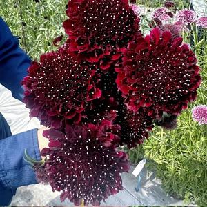Escabiosa Caballero Negro 100 granos Variedad de Colores Azul Aterciopelado Rojo Passion Flor de Almohadilla Fácil de Cultivar Jardín Ornamental