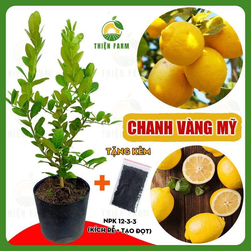 Cây Chanh Vàng Mỹ THIỆN FARM quả ngon thơm nồng, dùng làm cây ăn quả, cây cảnh, pha chế trà chanh, lipton cao 55cm giống