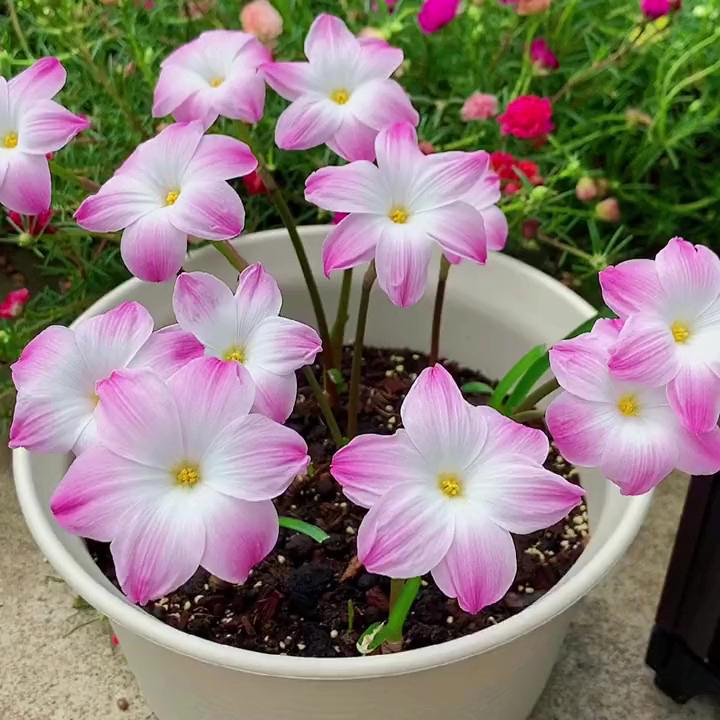 Hạt Giống Hoa Huệ Mưa LiLy Pies (SL 5 hạt)