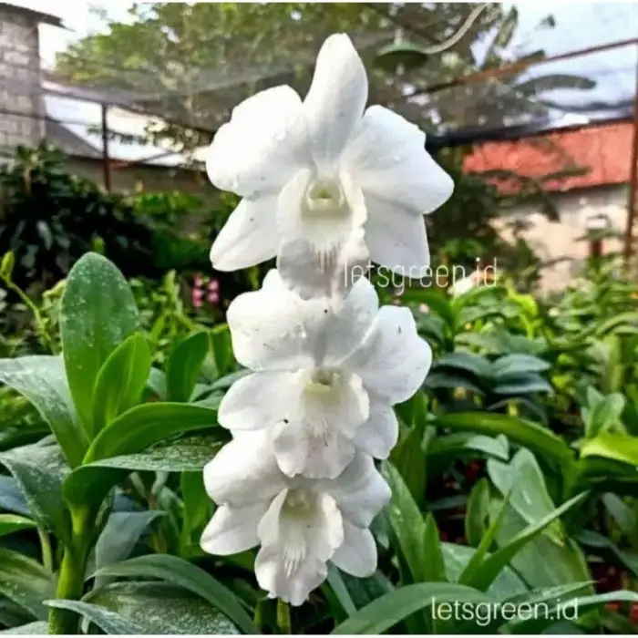 anggrek dendrobium pure delight terlaris dan termurah 0