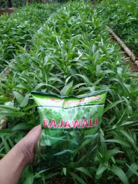 Product Introduction of 1000 Butir - Benih Kangkung RAJAWALI Garuda Seed Bibit Sayuran Tanaman Daun Lebar 0
