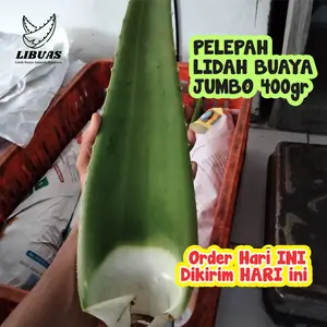 Tanpa Minimal Pembelian Pelepah Lidah Buaya Organik 400 gram Garansi Produsen Dekorasi  Tanaman Alami