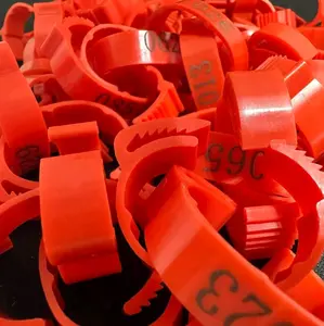 Aksesories ayam - GELANG AYAM ( 10 pc )