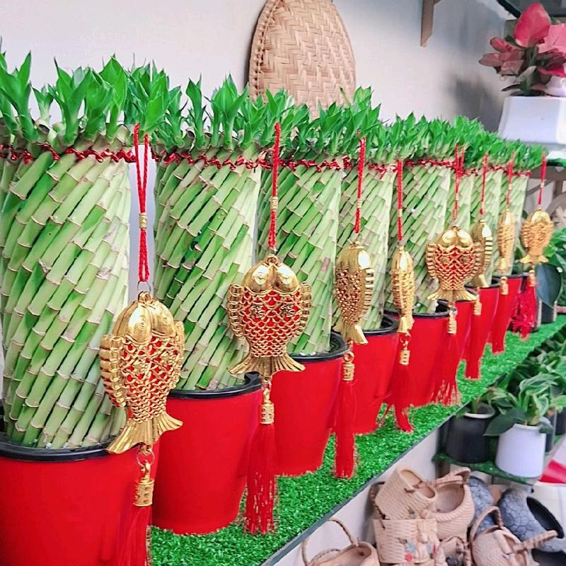 Cây Phát Tài HOA MAI cao 45_50cm ( giống mới )Hình Trụ Xoắn ( Cây trồng nước ) dể chăm sóc, cây trồng trong nhà, mang đén vận may cho gia chủ