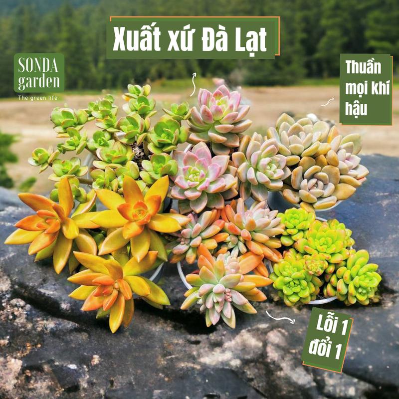 Sen đá 5 cây size trung bình dọn vườn hàng đẹp cây sen đá sen đá đẹp trang trí nhà cửa