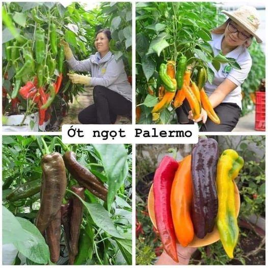 Gói 10 Hạt giống Ớt ngọt Palermo quả dài (mix đỏ-cam - vàng - socola)