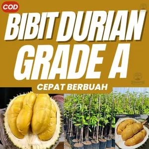 Bibit Durian Musangking Duri Hitam Super Tembaga Bawor Okulasi Cepat Berbuah Super Jumbo  Pohon Durian Unggul Asli Bergaransi Sertifikat