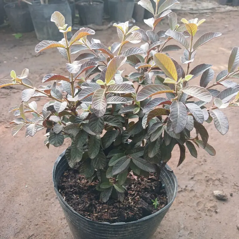 Chậu Cây ỔI TÍM  Chưa hoa ( ổi tím lá nhỏ chậu c9 cao 20cm đến 30cm Chưa hoa) 6